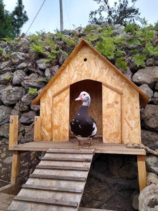 Los Huertos Conect With The Nature & Relax Icod De Los Vinos Eksteriør billede